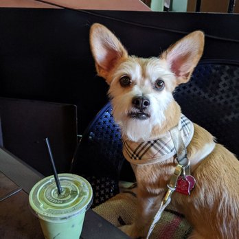 The Avondale Coffee Club - Dog friendly patio & iced matcha latte - Coffee & Tea Near Me - Chicago, Illinois The Avondale Coffee Club - Dog friendly patio & iced matcha latte - Coffee & Tea Near Me - Chicago, Illinois