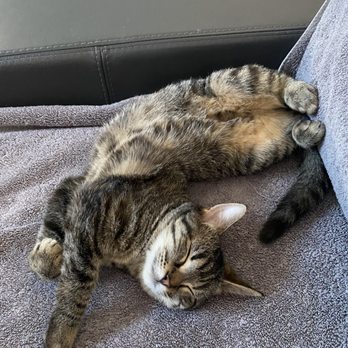 Woofie's - Pet Sitting Near Me