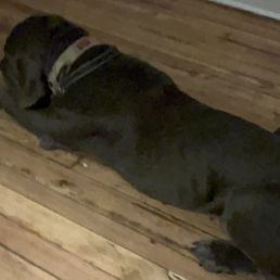 Fur baby, Bentley. Fur baby, Bentley.