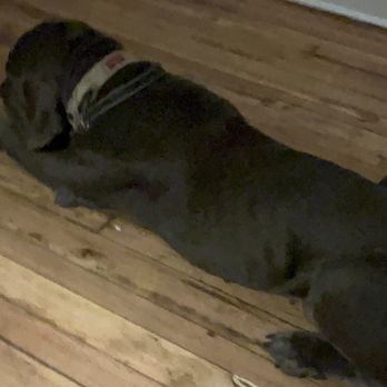 VEG ER for Pets - Fur baby, Bentley. - Emergency Pet Hospital Near Me - Pikesville, Maryland VEG ER for Pets - Fur baby, Bentley. - Emergency Pet Hospital Near Me - Pikesville, Maryland
