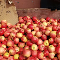 Apples