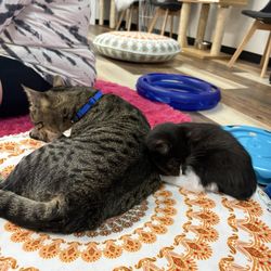 Pawsific Northwest Cat Cafe
