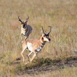 Discounted Hunts - At 60 miles per hour they can put disctance, but the smart hunter knows how to get around that antelope speed and get the animal.