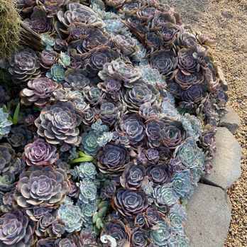 Plant Depot - Succulents - Nurseries & Gardening Near Me - San Juan Capistrano, California Plant Depot - Succulents - Nurseries & Gardening Near Me - San Juan Capistrano, California
