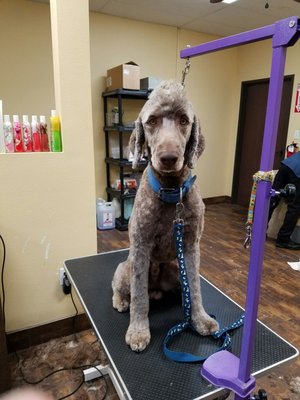 purrfectly pampered paws