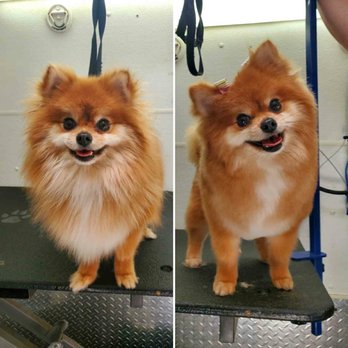 Fresh Pup Spa - Before and after - Pet Groomers Near Me Fresh Pup Spa - Before and after - Pet Groomers Near Me