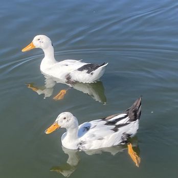 Lake Balboa/Anthony C. Beilenson Park - Ducks - Parks Near Me - Van Nuys, California Lake Balboa/Anthony C. Beilenson Park - Ducks - Parks Near Me - Van Nuys, California