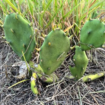 Lake Louisa State Park - Cactus - Parks Near Me - Clermont, Florida