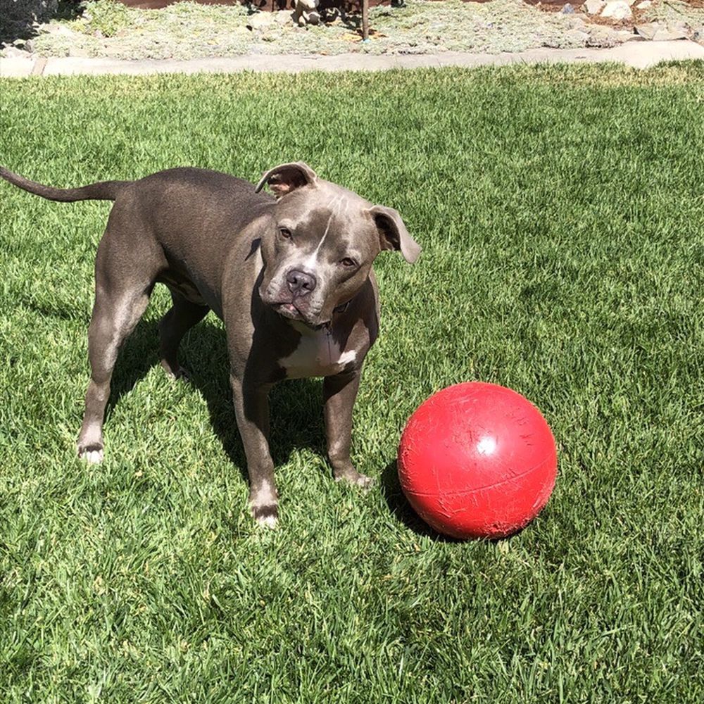 Bay Area Dog Training - Pet Training Near Me