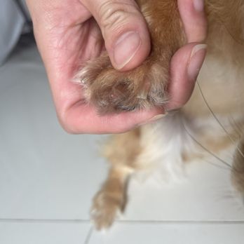 The Pet Barber - Nipped too close to the quick, causing my dog to continually lick the blood away. - Pet Groomers Near Me - Houston, Texas The Pet Barber - Nipped too close to the quick, causing my dog to continually lick the blood away. - Pet Groomers Near Me - Houston, Texas