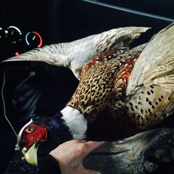 Cheri's Bird Taxidermy - Pheasant - Taxidermy Near Me - Priest River, Idaho Cheri's Bird Taxidermy - Pheasant - Taxidermy Near Me - Priest River, Idaho