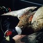 Photo of Cheri's Bird Taxidermy