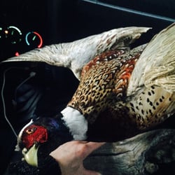 Cheri's Bird Taxidermy - Pheasant