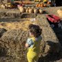 Photo of Kernersville Pumpkins & Christmas Trees