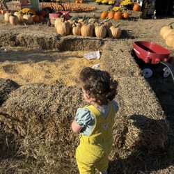Kernersville Pumpkins & Christmas Trees - Great for kids! Awesome photo opportunities for kids and family! Very nice people!