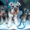 Pick of the Litter Pet Care gift card