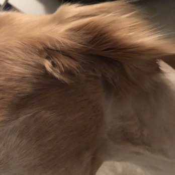 iPaw Pet Salons - Goldens ears - Pet Groomers Near Me - Bulverde, Texas