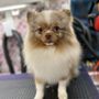 Photo of Forever Whiskers Mobile Grooming