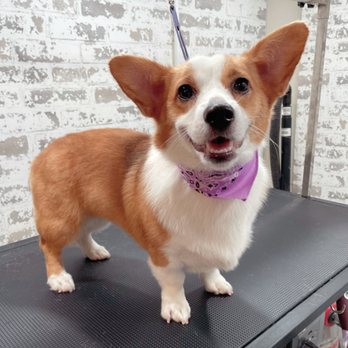 Bold and Beautiful K9 - Pet Groomers Near Me
