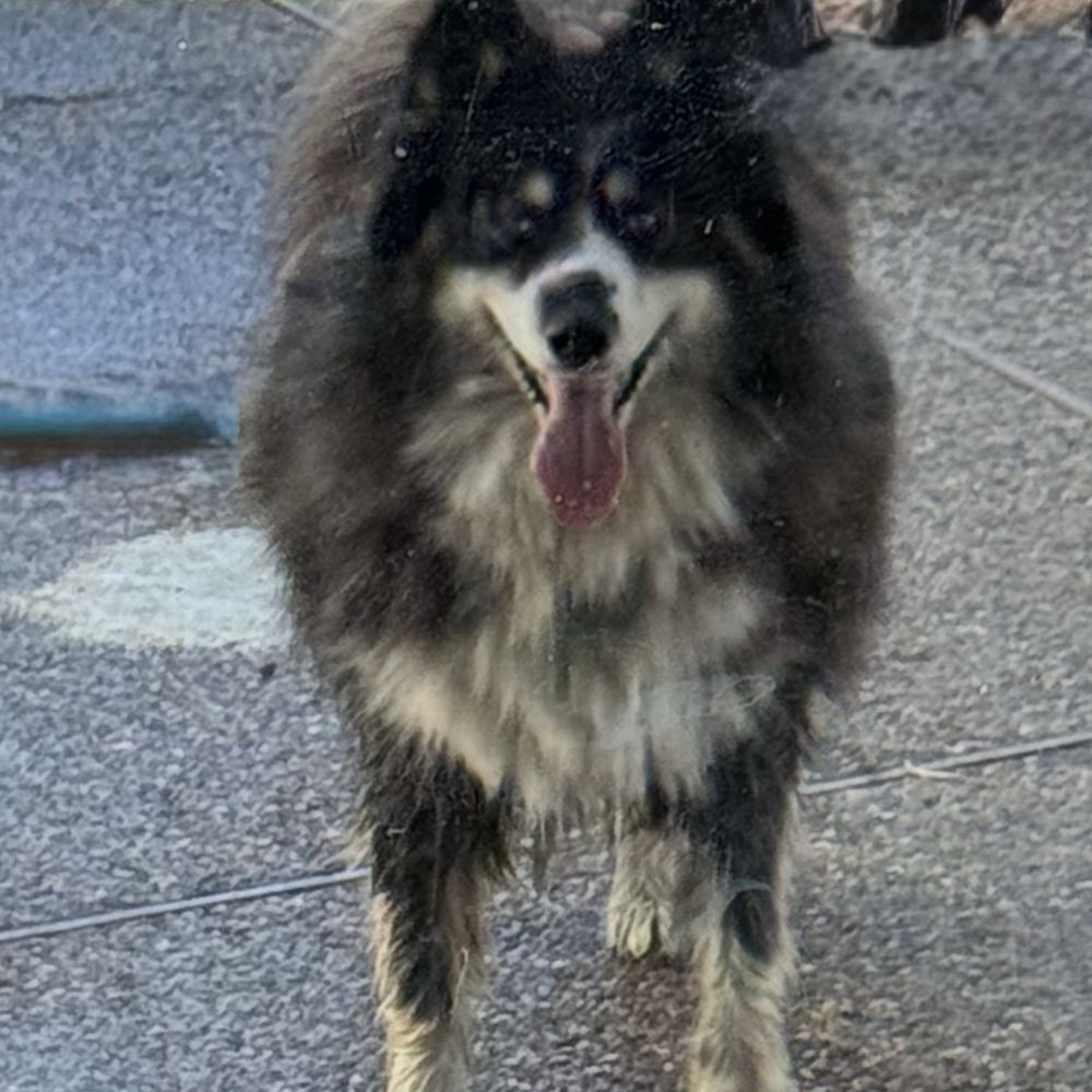 Halo Pet Grooming - Foster dog when we picked him up. - Pet Groomers Near Me - Discovery Bay, California Halo Pet Grooming - Foster dog when we picked him up. - Pet Groomers Near Me - Discovery Bay, California