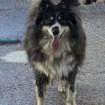 Halo Pet Grooming - Foster dog when we picked him up. - Pet Groomers Near Me - Discovery Bay, California Halo Pet Grooming - Foster dog when we picked him up. - Pet Groomers Near Me - Discovery Bay, California