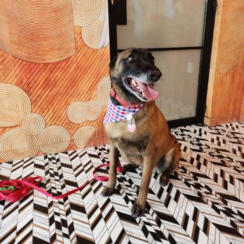 Uptown Paw - Happy doggy! - Pet Groomers Near Me - Huntington Beach, California Uptown Paw - Happy doggy! - Pet Groomers Near Me - Huntington Beach, California