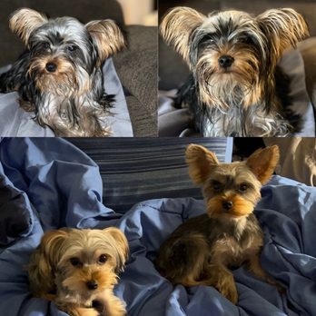 Bark Bath - Before (top) and After (bottom) - Pet Groomers Near Me - Walnut, California Bark Bath - Before (top) and After (bottom) - Pet Groomers Near Me - Walnut, California