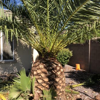 Action Tree Care - Small canary palm after - Tree Services Near Me Action Tree Care - Small canary palm after - Tree Services Near Me