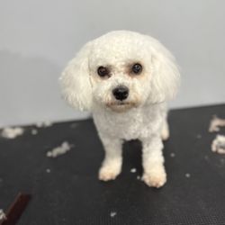 Pawlished Pooch Dog Grooming
