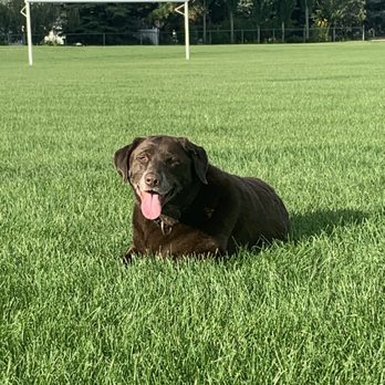 Pulse Veterinary - Sunny RIP - Veterinarians Near Me - Sherwood Park, Alberta Pulse Veterinary - Sunny RIP - Veterinarians Near Me - Sherwood Park, Alberta