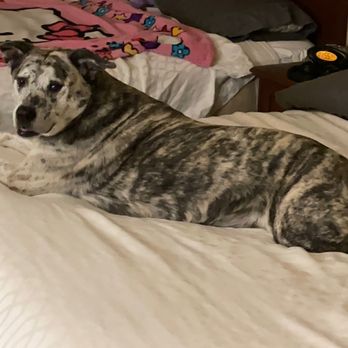Best Western Dos Rios - Hotels Near Me - Junction, Texas