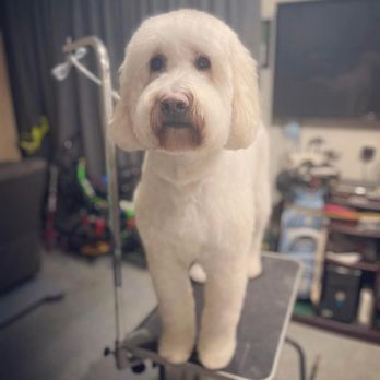 Greg The Groomer - Pet Groomers Near Me Greg The Groomer - Pet Groomers Near Me