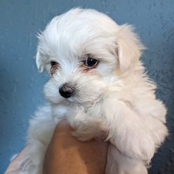 Abris Maltese
