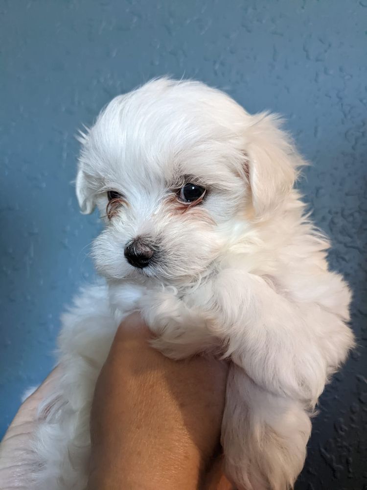 Abris Maltese Image