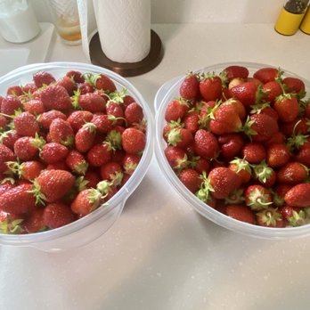 BURCH FARMS - two bowls of strawberries - Fruits & Veggies Near Me - Hilton, New York BURCH FARMS - two bowls of strawberries - Fruits & Veggies Near Me - Hilton, New York