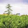 Photo of Kactus Kush CBD