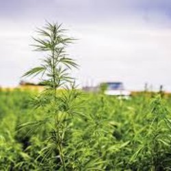 Kactus Kush CBD - From Farm to Patient