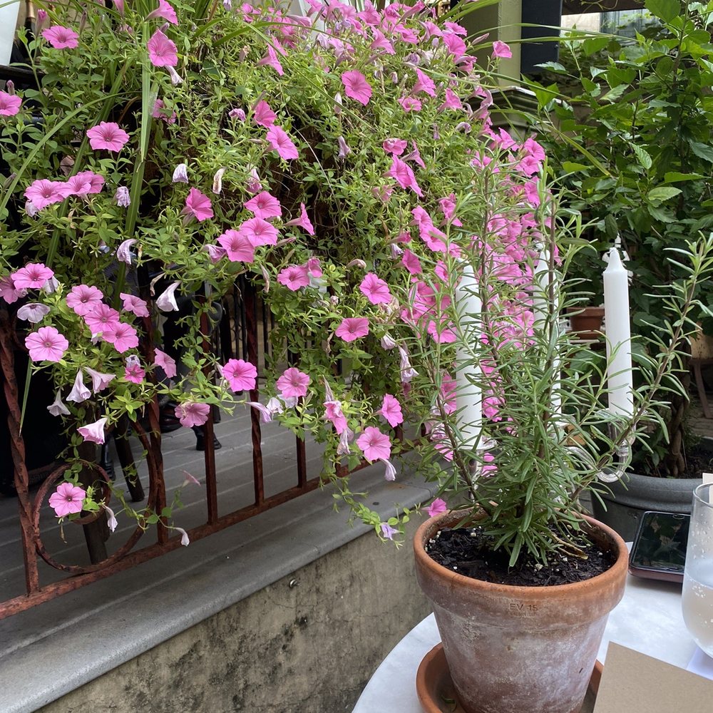 Zoubi - Patio view 08.20.21 - New American Near Me - New Hope, Pennsylvania Zoubi - Patio view 08.20.21 - New American Near Me - New Hope, Pennsylvania