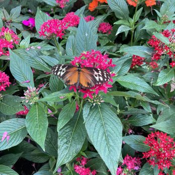 GT Butterfly House & Bug Zoo - Zoos Near Me - Williamsburg, Michigan GT Butterfly House & Bug Zoo - Zoos Near Me - Williamsburg, Michigan