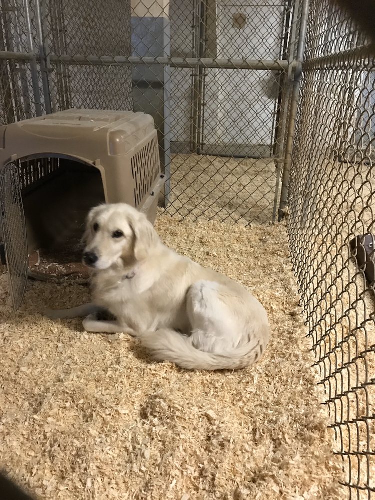 R & R KENNELS Updated May 2024 11 Reviews 1861 Mt Baker Hwy