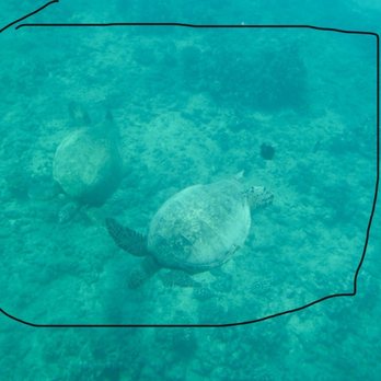 Captain Max Boat Tours - A pair of turtles we saw in the tour - Boat Tours Near Me - Honolulu, Hawaii Captain Max Boat Tours - A pair of turtles we saw in the tour - Boat Tours Near Me - Honolulu, Hawaii