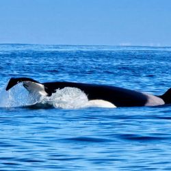 Ocean Safaris - Orcas