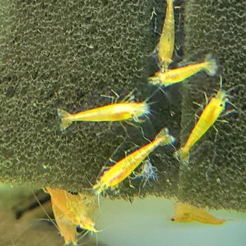 ShrimpFever - So pretty - Pet Stores Near Me - Toronto, Ontario