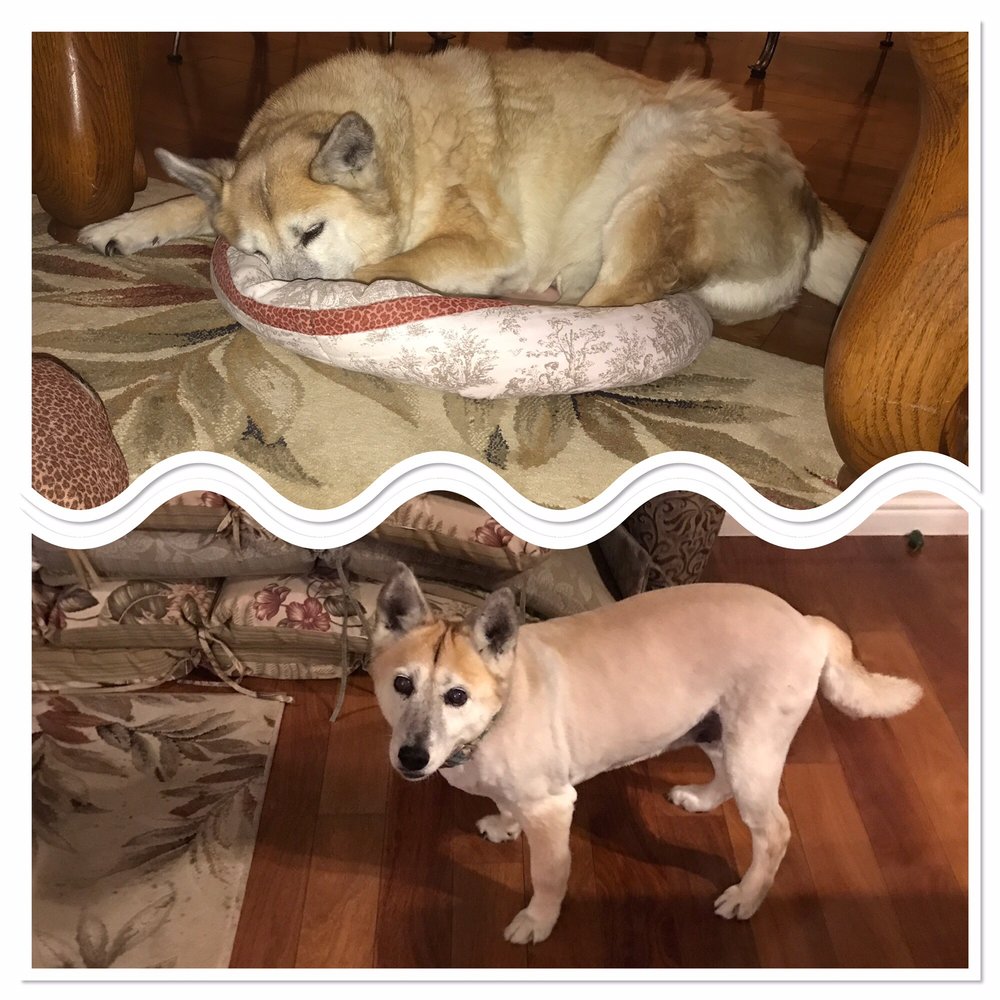 DAPPER DOODLE MOBILE DOG GROOMING 40 Photos & 21 Reviews 9753