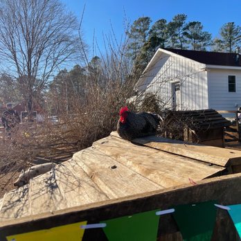 Spring Haven Farm - Farms Near Me - Chapel Hill, North Carolina