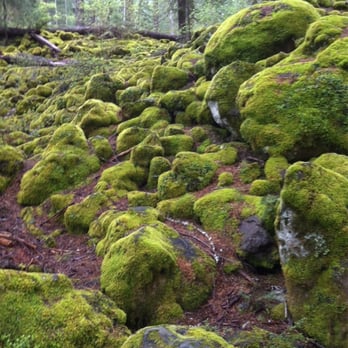 Rogue Gorge Viewpoint - Hiking Near Me - Prospect, Oregon Rogue Gorge Viewpoint - Hiking Near Me - Prospect, Oregon