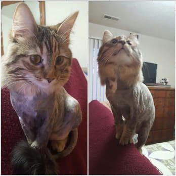 The Kitty Groomer - Pet Groomers Near Me - Omaha, Nebraska The Kitty Groomer - Pet Groomers Near Me - Omaha, Nebraska