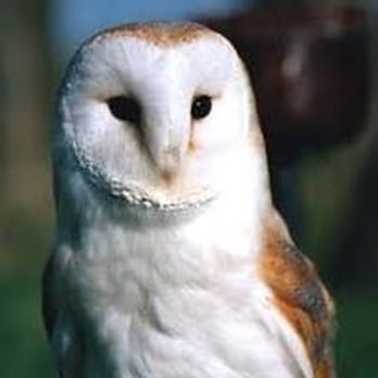Perry's Wildlife Control - A family of barn owls on your property can eat up to 3,000 rodents in a single year. - Pest Control Near Me - Elk Grove, California Perry's Wildlife Control - A family of barn owls on your property can eat up to 3,000 rodents in a single year. - Pest Control Near Me - Elk Grove, California