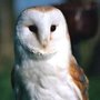 Photo of Perry's Wildlife Control