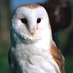 Perry's Wildlife Control - A family of barn owls on your property can eat up to 3,000 rodents in a single year.
